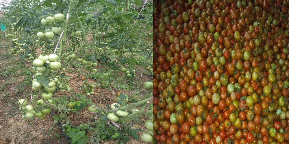 किसानको लगानी जोखिममा