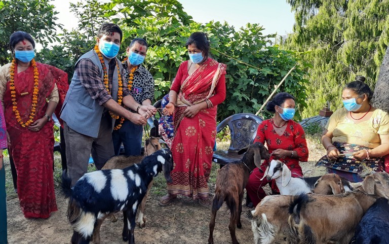 थाक्रेमा सहास नेपालद्धारा ११ जनालाई ३३ वटा बाख्रा वितरण