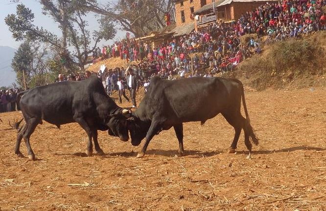 नुवाकोटका विभिन्न स्थानमा माघे सङ्क्रान्तिमा ३१ हल गोरु जुधाइने