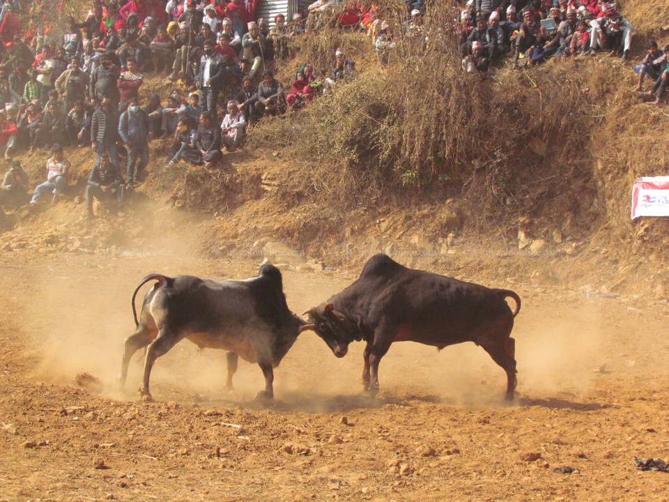 तारुकामा जुधाइयो १६ हल गोरु