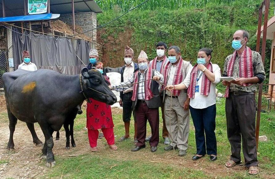 गल्छि गाउँपालिकाद्धारा किसानलाई अनुदानमा लैनु भैंसी वितरण