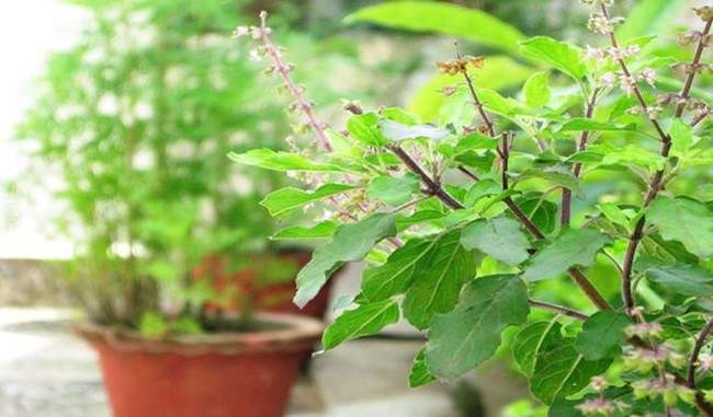 यि हुन् तुलसीको पातका फाइदाहरू