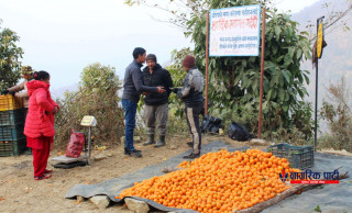 सुन्तला बजार लैजाने तयारी
