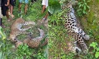 थाक्रेमा तीन वटा चितुवा मृत फेला
