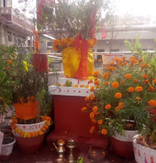 आज हरिबोधिनी एकादशी, तुलसीको विवाह गरिँदै